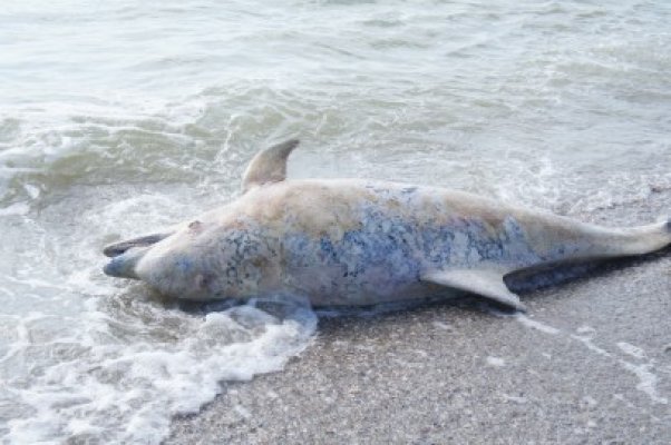 Patru delfini eşuaţi, într-o singură zi, la Constanţa